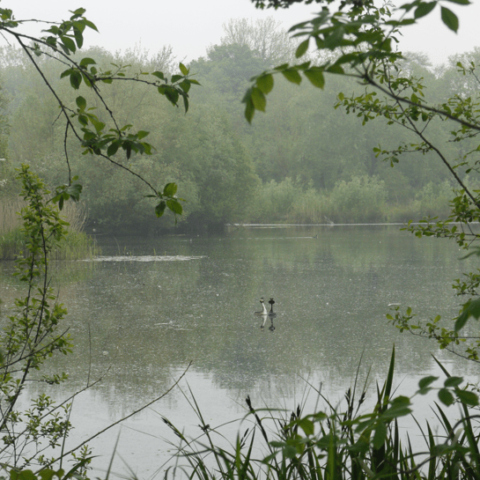 Alderson Large Lake